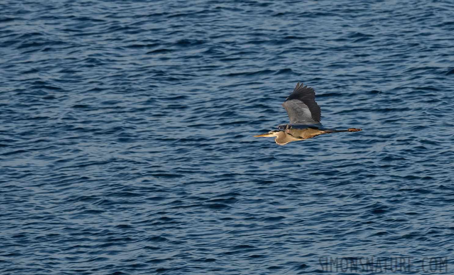 Ardea herodias herodias [400 mm, 1/1250 Sek. bei f / 8.0, ISO 1600]